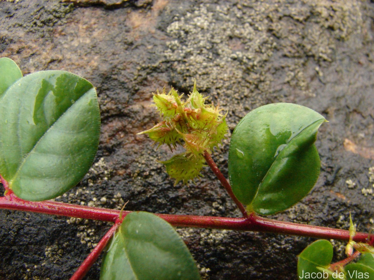 Indigofera nummulariifolia (L.) Livera ex Alston